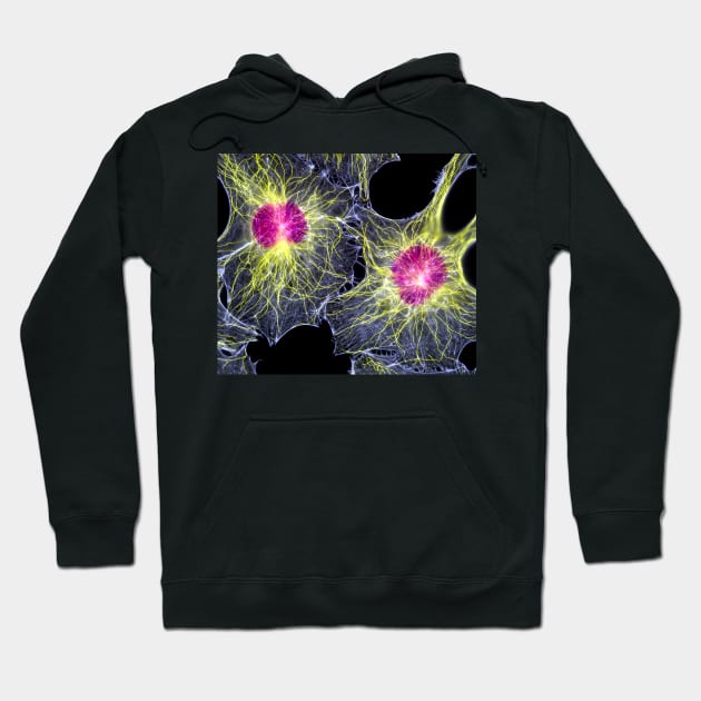 Fibroblast cells showing cytoskeleton (P780/0110) Hoodie by SciencePhoto